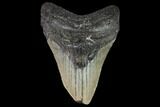 Bargain, Fossil Megalodon Tooth - North Carolina #91652-1